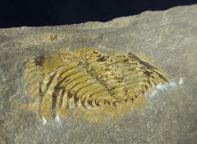 Kettneraspis seiberti BASSE in BASSE & MLLER 2004 - Bild © FossNet FossilienStore